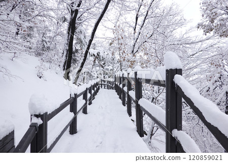 a serene winter landscape with snow-covered trees and a wooden fence. The ground is completely blanketed in snow, and the scene is tranquil and peaceful. 120859021
