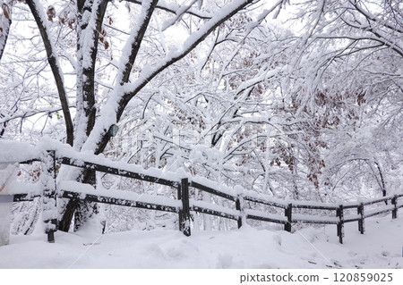 a serene winter landscape with snow-covered trees and a wooden fence. The ground is completely blanketed in snow, and the scene is tranquil and peaceful. a serene winter landscape with snow-covered trees and a wooden fence. The ground is completely blanketed in snow, and the scene is tranquil and peaceful. 120859025