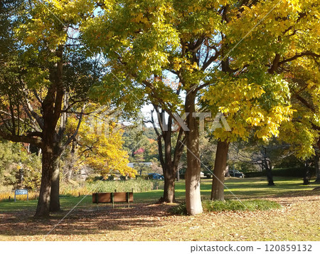 A park with autumn leaves 120859132