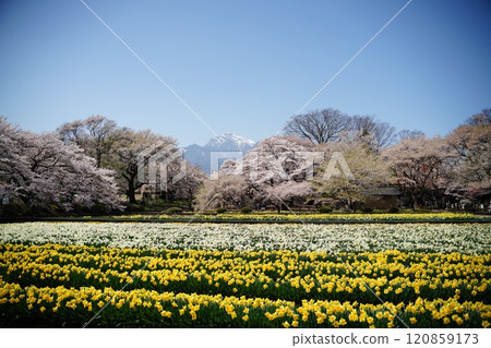 Jisso-ji Temple, Daffodils, Southern Alps 120859173
