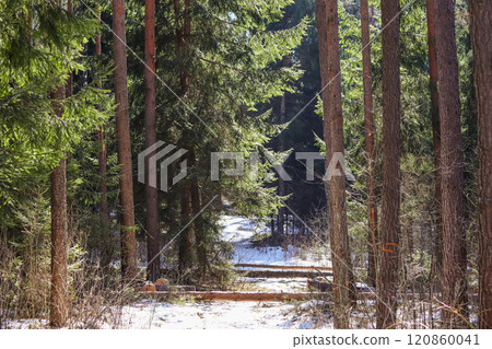 Trunk trees that was cut down because they fell on a forest road during a winter storm. High quality photo 120860041