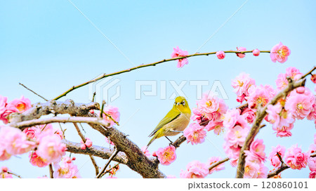 A Japanese white-eye on a red plum blossom A Japanese white-eye on a red plum blossom 120860101