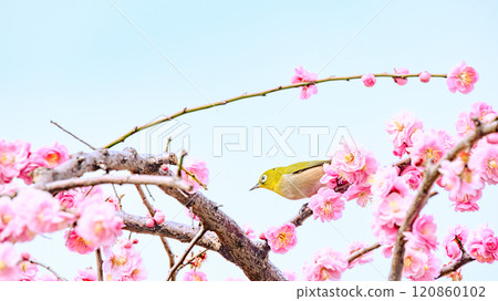 A Japanese white-eye on a red plum blossom 120860102