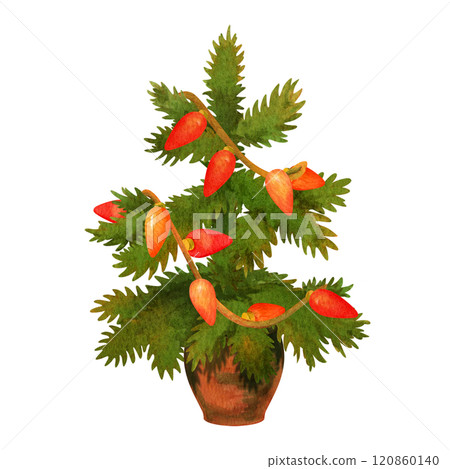 Small conifer or fir decorated with garlands in brown pot. Holiday decoration concept. Isolated watercolor illustration of Christmas tree for winter festive banner, card, pattern or ornament. Small conifer or fir decorated with garlands in brown pot. Holiday decoration concept. Isolated watercolor illustration of Christmas tree for winter festive banner, card, pattern or ornament. 120860140