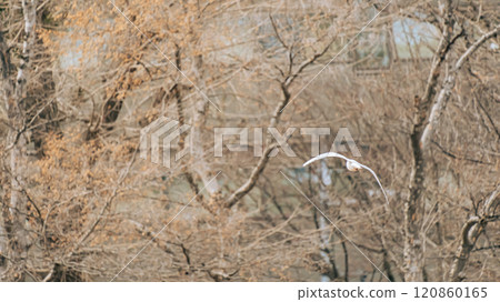 黑頭鷗飛走 120860165