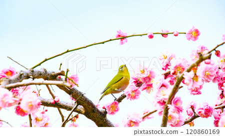 Meiro in a plum tree Meiro in a plum tree 120860169