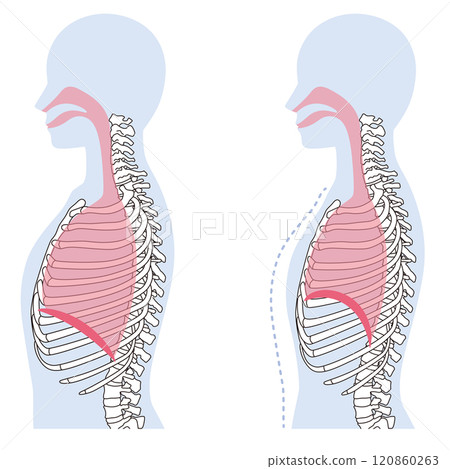 How breathing works: Diaphragm and respiratory muscles 120860263