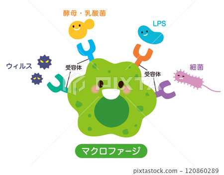 巨噬細胞的功能 免疫細胞健康 120860289