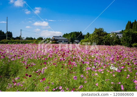 下牧之原波斯菊田風景（霧島市） 120860600