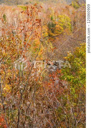 Okushiga秋葉 Okushiga秋葉 120860909