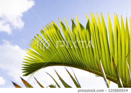 Tropical image: palm leaves 120860934