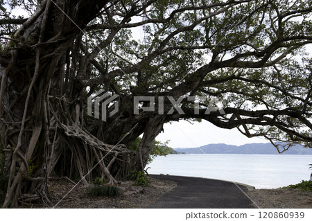 Banju Amami Oshima Banju Amami Oshima 120860939