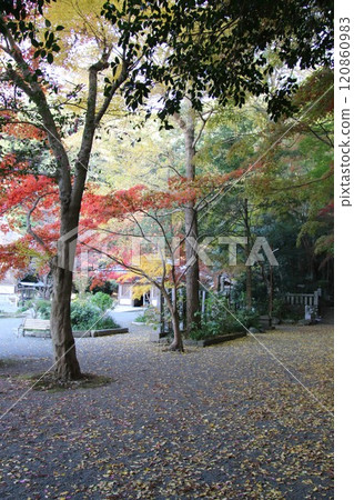 福岡縣宗像市鎮國寺的紅葉景色 福岡縣宗像市鎮國寺的紅葉景色 120860983