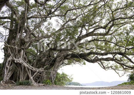 Banju Amami Oshima Banju Amami Oshima 120861009