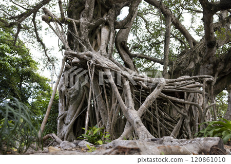 Banju Amami Oshima 120861010