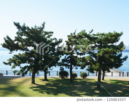 Scenery of the lush green space | Aomi Minami Pier Park Scenery of the lush green space | Aomi Minami Pier Park 120861037