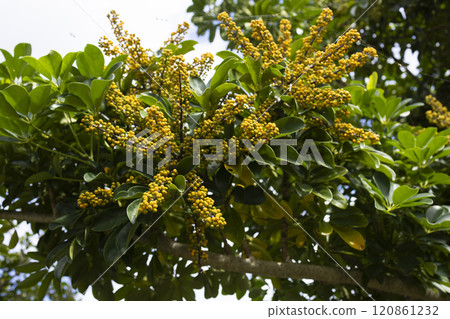 Yellow flowering tree on the beach Yellow flowering tree on the beach 120861232