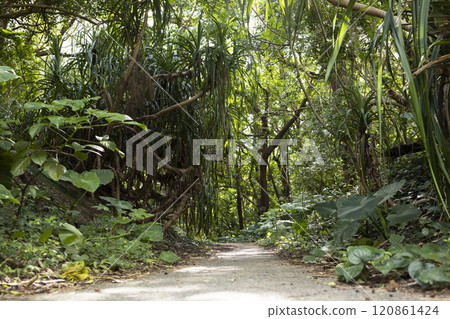 A quiet road leading to the coast 120861424