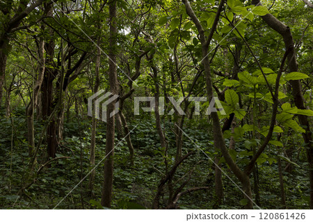 A quiet road leading to the coast 120861426