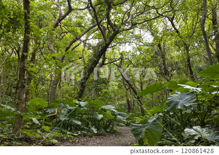 A quiet road leading to the coast 120861428