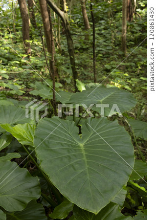 Heart-shaped leaves of alocasia 120861430