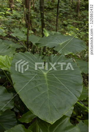Heart-shaped leaves of alocasia 120861432