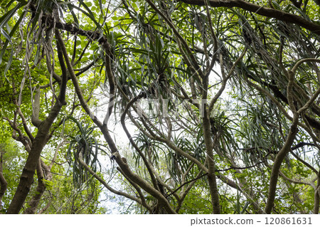 A tree that grows in the tropical jungle 120861631