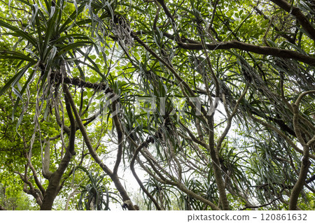 A tree that grows in the tropical jungle 120861632