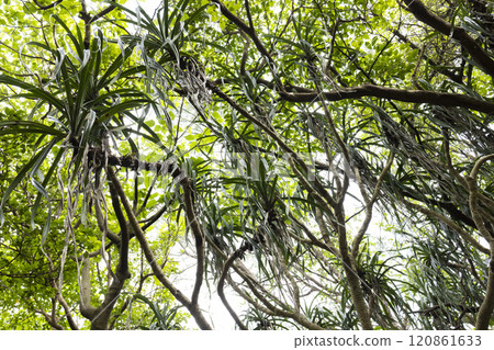 A tree that grows in the tropical jungle 120861633