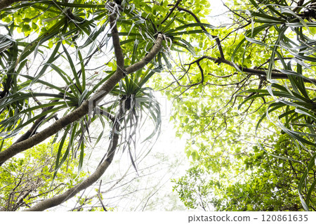 A tree that grows in the tropical jungle 120861635