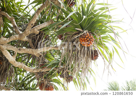 Pandanus tree with red berries Pandanus tree with red berries 120861650