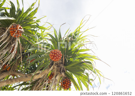 Pandanus tree with red berries 120861652