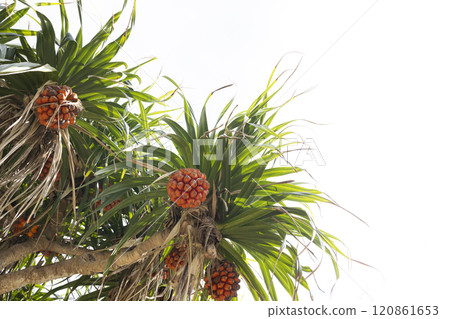露兜樹樹與紅色漿果 露兜樹樹與紅色漿果 120861653