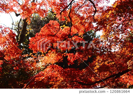 福藏院的紅楓樹在燦爛的陽光下閃閃發光(2) 120861664