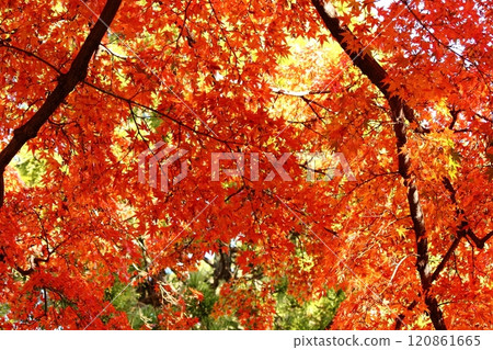 福藏院的紅楓樹在燦爛的陽光下閃閃發光(3) 120861665