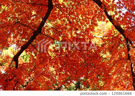 The red maple trees of Fukuzo-in Temple shining in the bright sunlight (4) 120861666