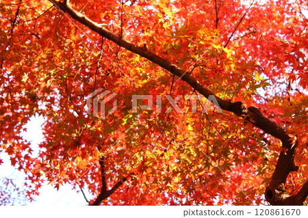 The red maple trees of Fukuzo-in Temple shining in the bright sunlight (8) 120861670