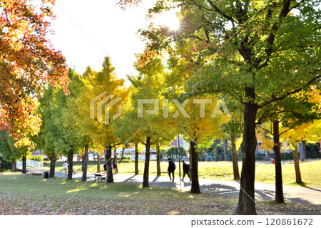 Students walking home through a row of ginkgo trees 120861672