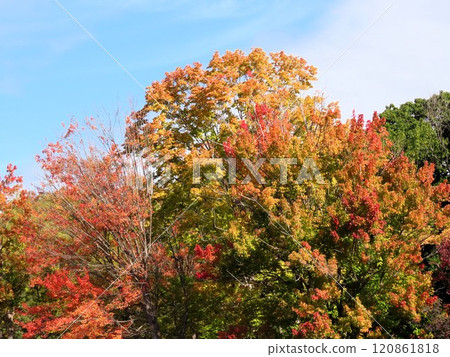 Autumn scenery: Autumn leaves: Chinese tallow tree: Autumnal valley Autumn scenery: Autumn leaves: Chinese tallow tree: Autumnal valley 120861818