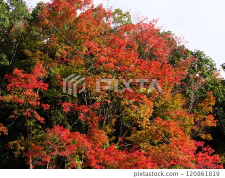 Autumn scenery: Autumn leaves: Chinese tallow tree: Autumnal valley 120861819