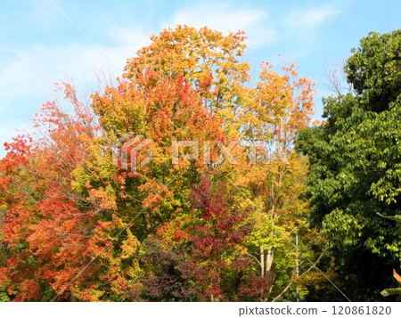 秋天的風景：紅葉：南京蝦虎魚：紅葉谷 120861820