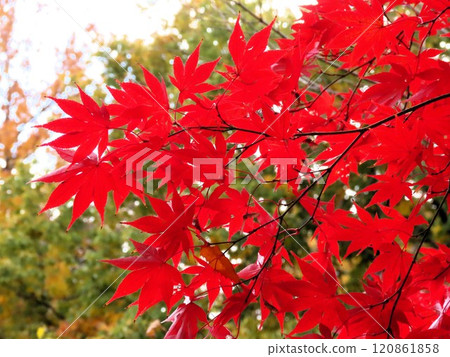 Autumn scenery: Autumn leaves: Momiji: Acer palmatum: Autumn leaves valley Autumn scenery: Autumn leaves: Momiji: Acer palmatum: Autumn leaves valley 120861858