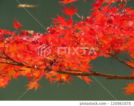 Autumn scenery: Autumn leaves: Maple: Japanese maple: Autumnal valley: Water lily pond 120861878