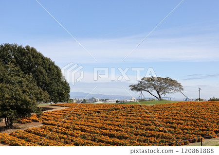 Scenery of Marigold Hill in Honjo City, Saitama Prefecture Scenery of Marigold Hill in Honjo City, Saitama Prefecture 120861888