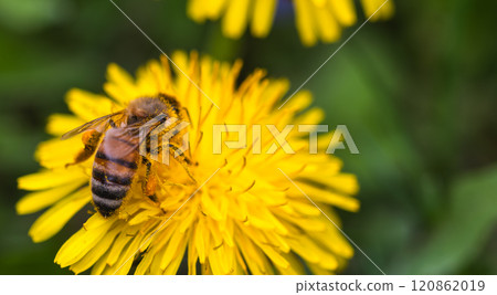 Honey bee covered with yellow pollen collecting nectar from dandelion flower. 120862019