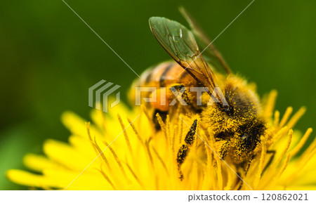 Honey bee covered with yellow pollen collecting nectar from dandelion flower. 120862021
