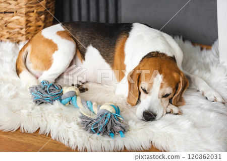 Cute Beagle dog sleeping on rug indoors, closeup. 120862031