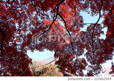 The bright red maple trees and main hall of Fukuzo-in Temple (1) 120862044