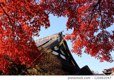 鮮紅的楓葉和福藏院本堂(4) 鮮紅的楓葉和福藏院本堂(4) 120862047