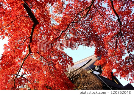 The bright red maple trees and main hall of Fukuzo-in Temple (5) The bright red maple trees and main hall of Fukuzo-in Temple (5) 120862048